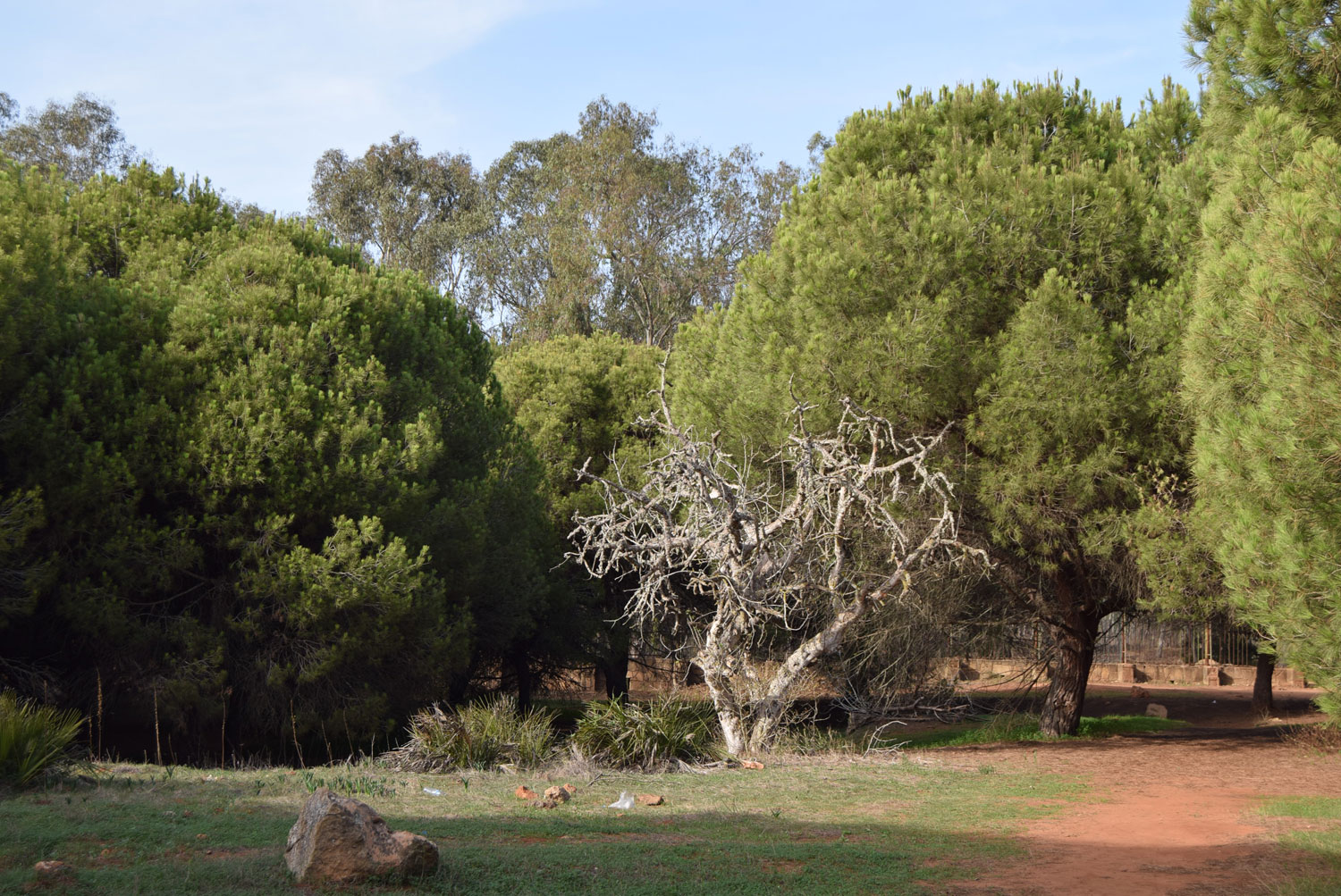 Forêt de Harhoura